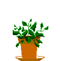 Potted plant slowly growing